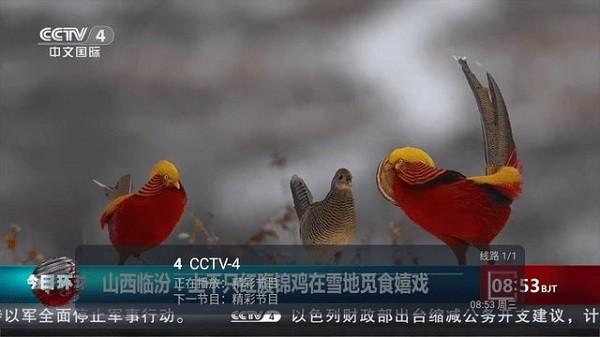 龙哥直播电视版下载,龙哥直播,电视直播app
